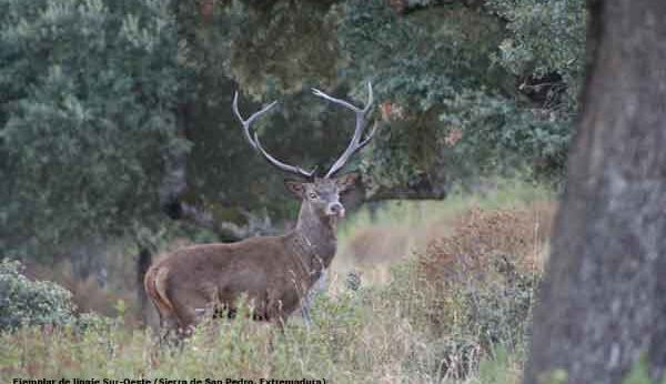 Una investigación confirma la existencia de dos linajes genéticos de ciervo ibérico en España