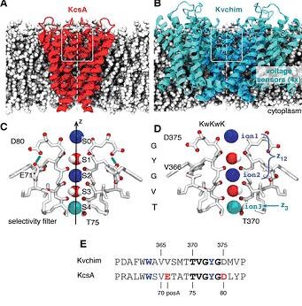 Avances recientes en el estudio del funcionamiento de los canales de potasio