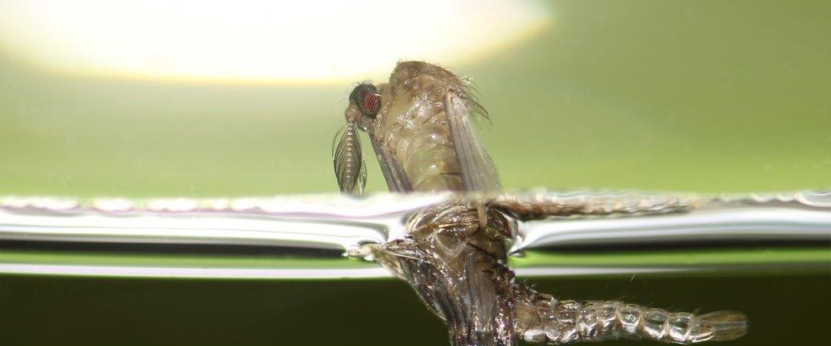 Identificadas 7 especies de mosquitos “residentes” en Badajoz