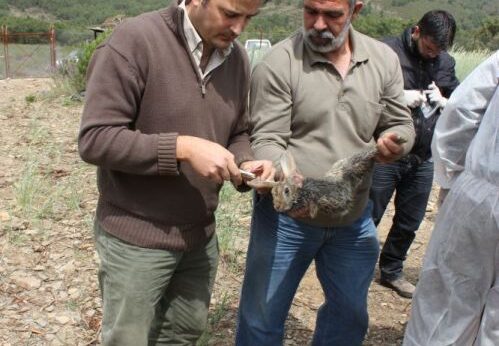 Conejos silvestres y ratones de campo comparten el mismo virus de la enfermedad hemorrágica