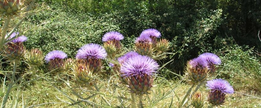 Investigadores de la UEx identifican y diferencian las mejores plantas del cardo utilizado en la elaboración de la Torta del Casar