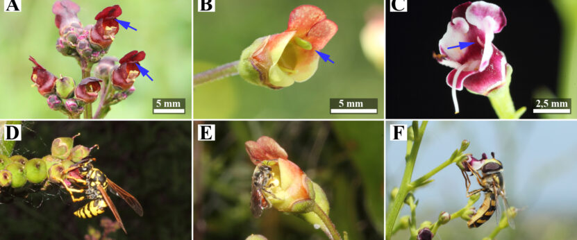 La transformación de uno de los estambres en plantas del género Scrophularia ha dado lugar a la desaparición de su función reproductora