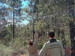 Recogida de muestras de copas de pinus pinaster en el monte de Navas Alta (Cañaveral) en la que participaron Agentes del Medio Natural de la Junta de Extremadura (SGTEX) y de los Equipos de Planificación y Análisis de Incendios Forestales (EPAIF) del MITECO, bajo la supervisión del personal del INIA-CSIC (14|05|2025).
