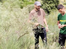 Recogida de muestras cytisus multiflorus en el monte de Mínguez (Coria) en la que participaron Agentes del Medio Natural de la Junta de Extremadura (SGTEX) y de los Equipos de Planificación y Análisis de Incendios Forestales (EPAIF) del MITECO, bajo la supervisión del personal del INIA-CSIC (14|05|2025).