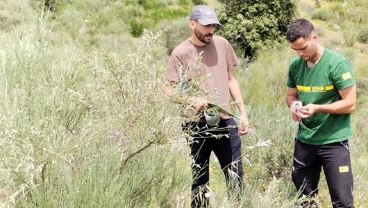SenForFire, en colaboración con TREEADS, realiza las últimas pruebas de detección de incendios co...