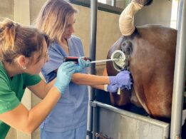 Toma De Muestras En Yeguas